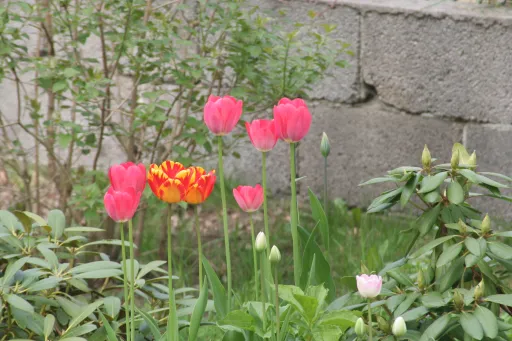 Canon raw photo of red poppies in a field, rendered as a thumbnail
